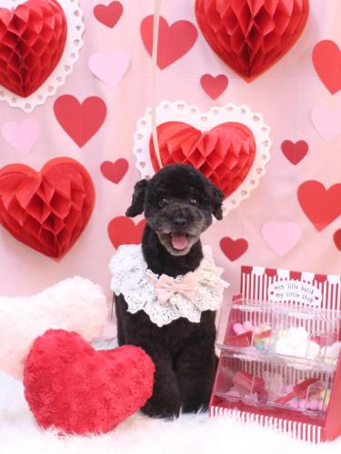 20240223ひじきちゃん